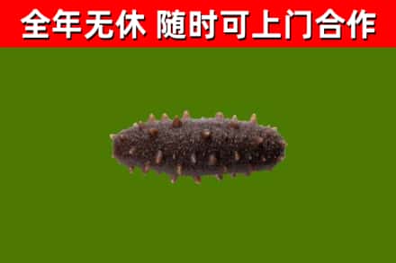 芦山县烟酒回收干海参.jpg